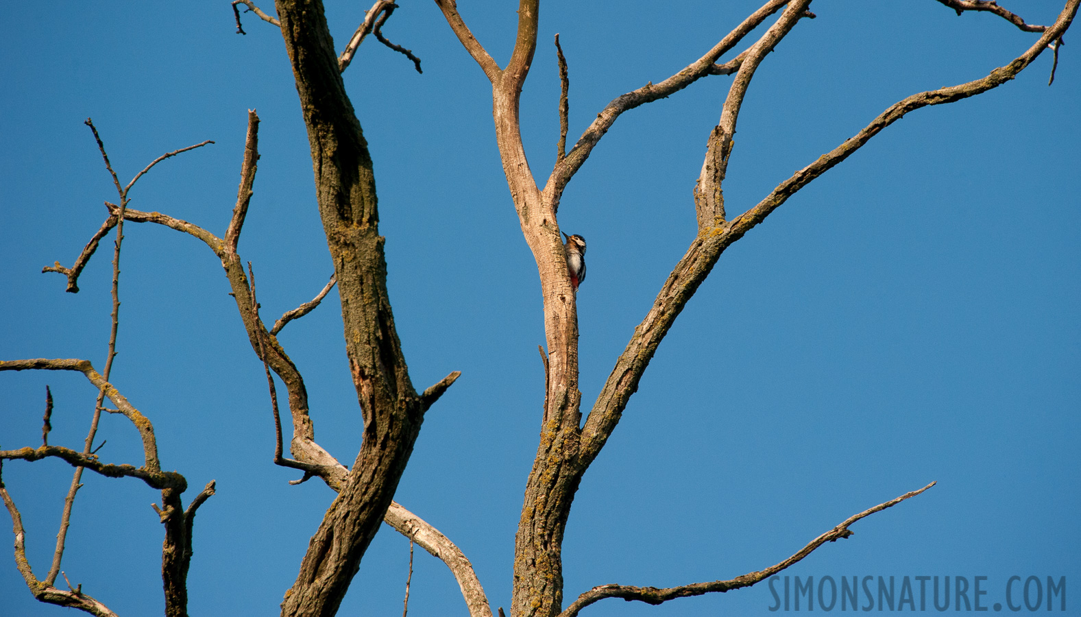 Dendrocopos major [300 mm, 1/1600 Sek. bei f / 8.0, ISO 1600]